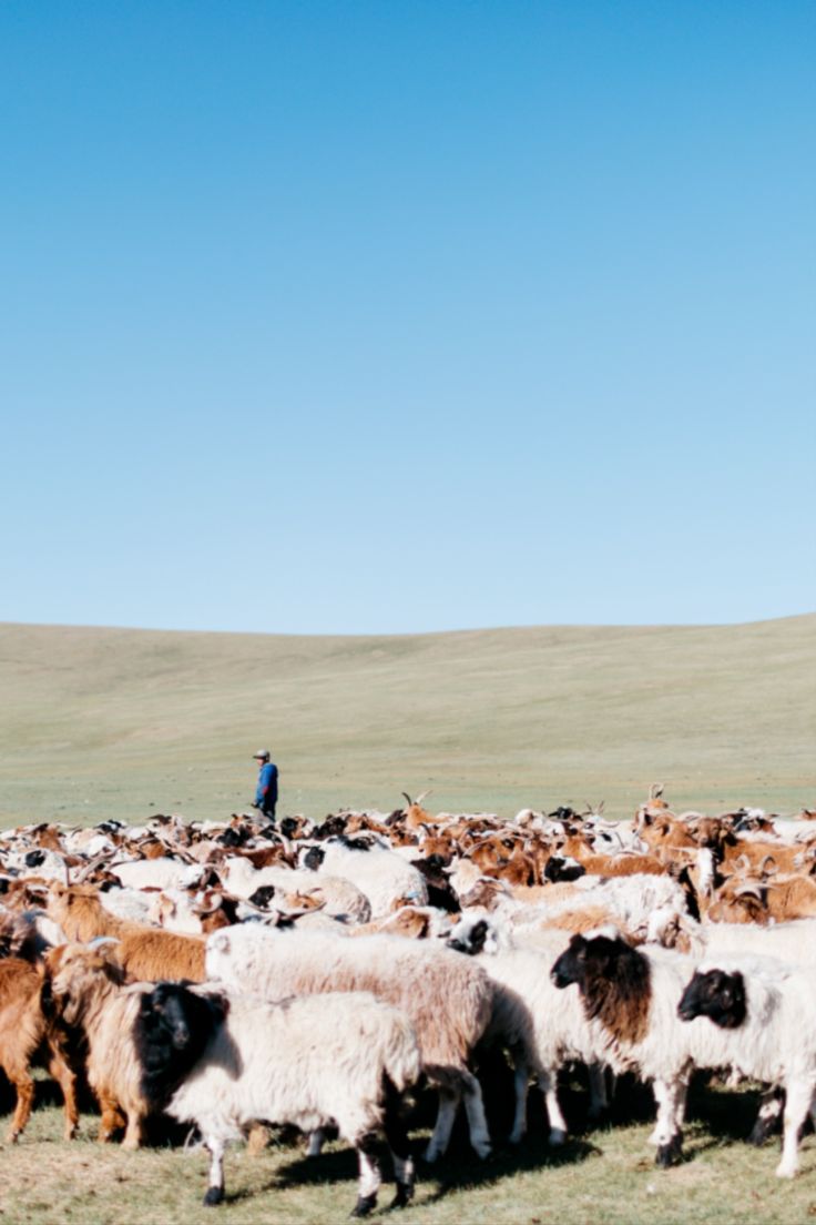 A herder with his herd on the Mongolian steppe under a wide blue sky